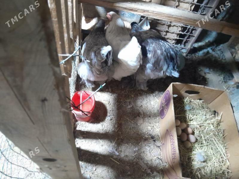 bramabrama 1 Para - Aşgabat - img 1