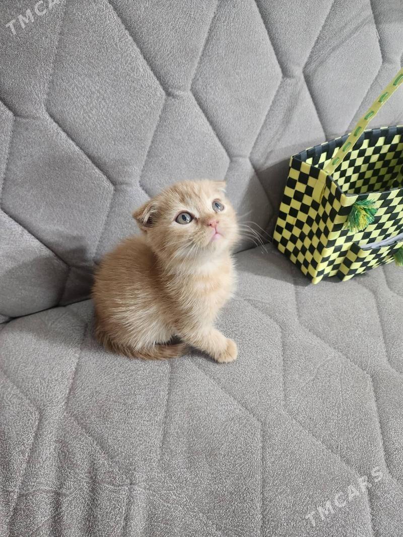 Шотландские котята - Aşgabat - img 1