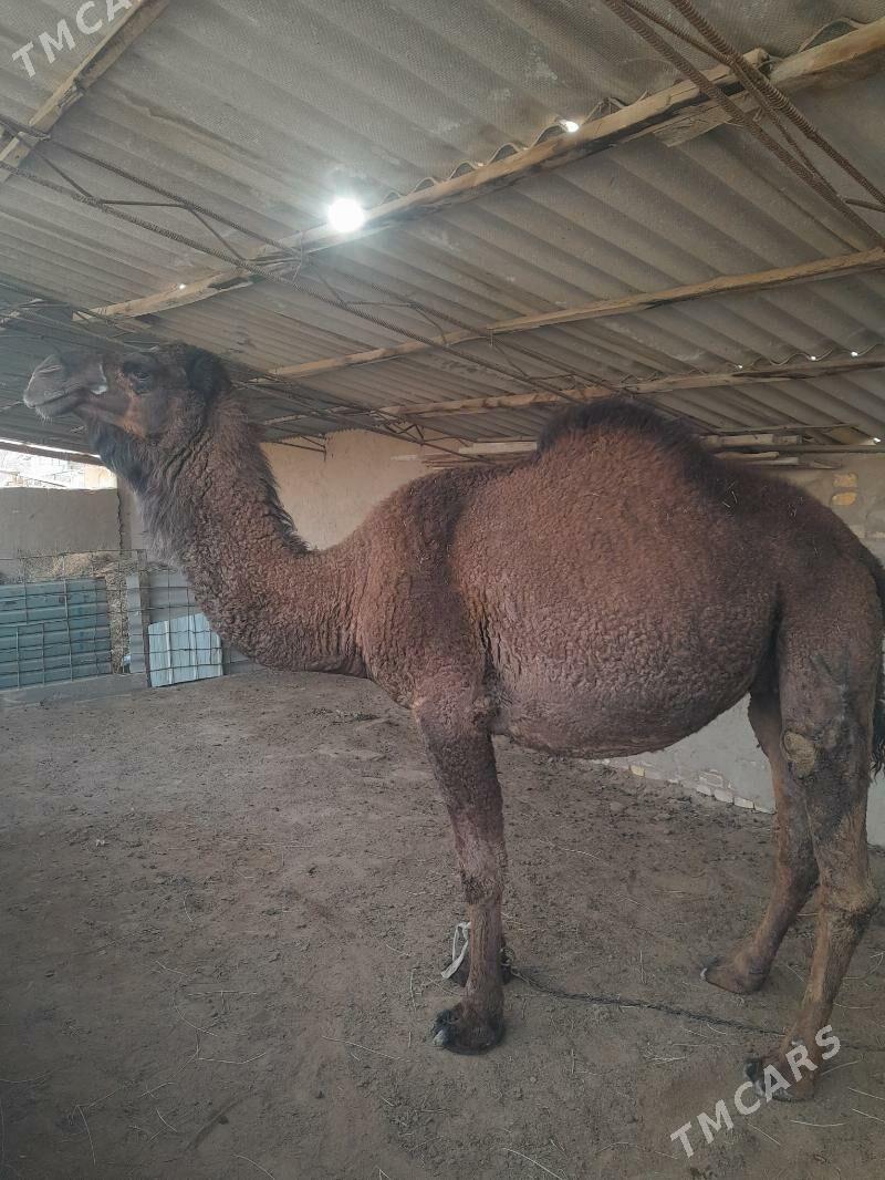 bogoz. düyö agyr. bogox - Sakarçäge - img 1