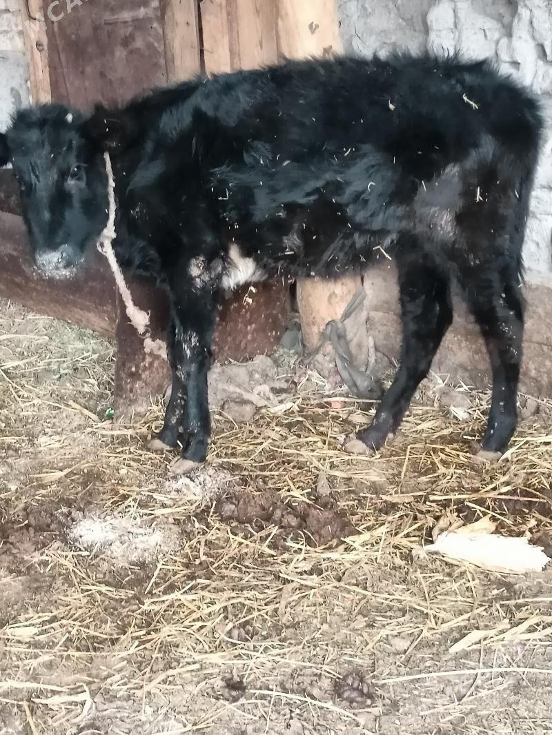 unajin - Çärjew - img 1