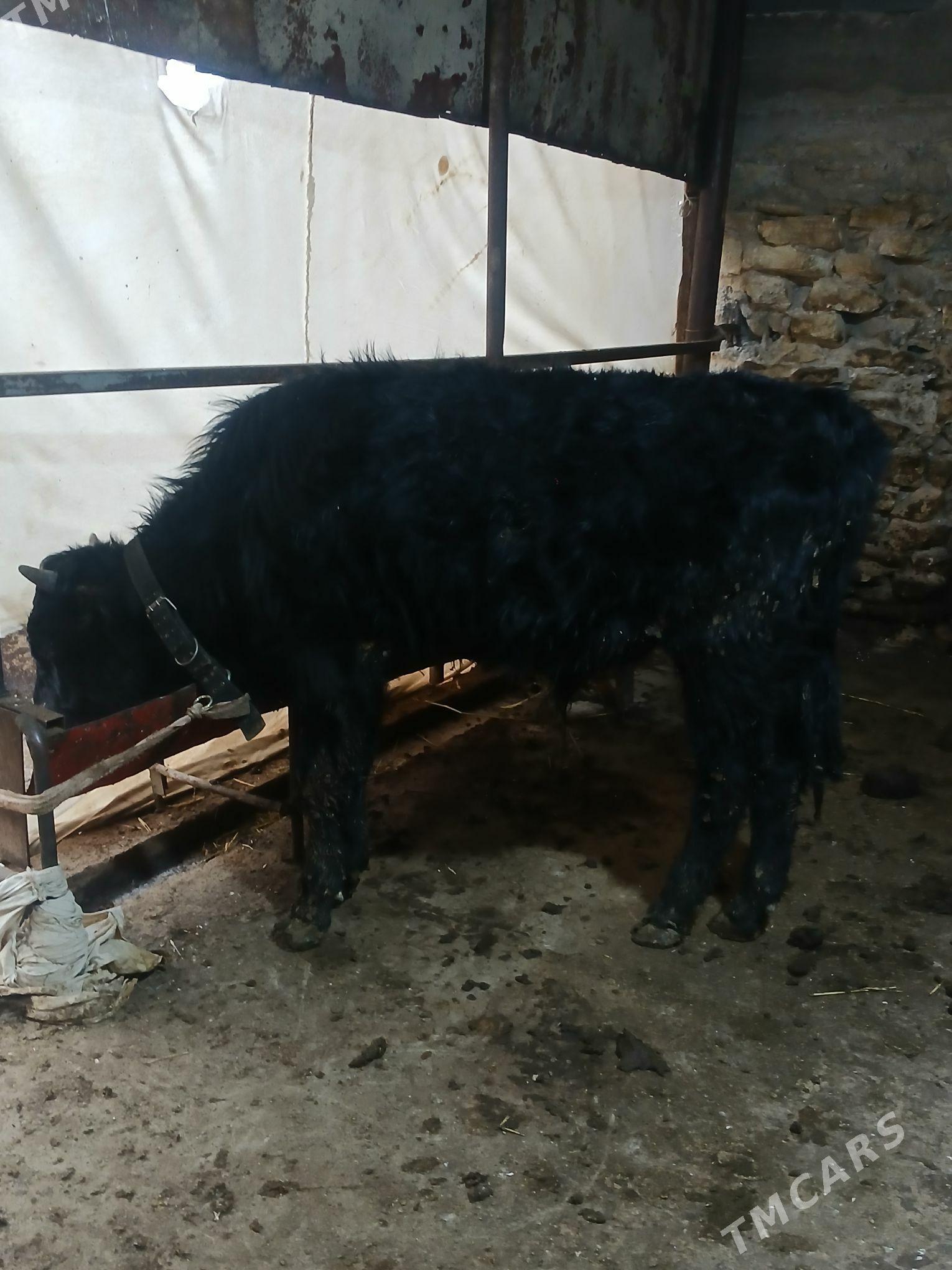 okuz - Гызыларбат - img 1