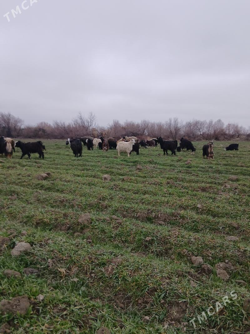 Guzly. Goýun - Bäherden - img 1