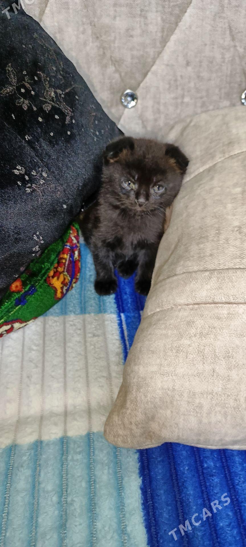 котята - Balkanabat - img 1