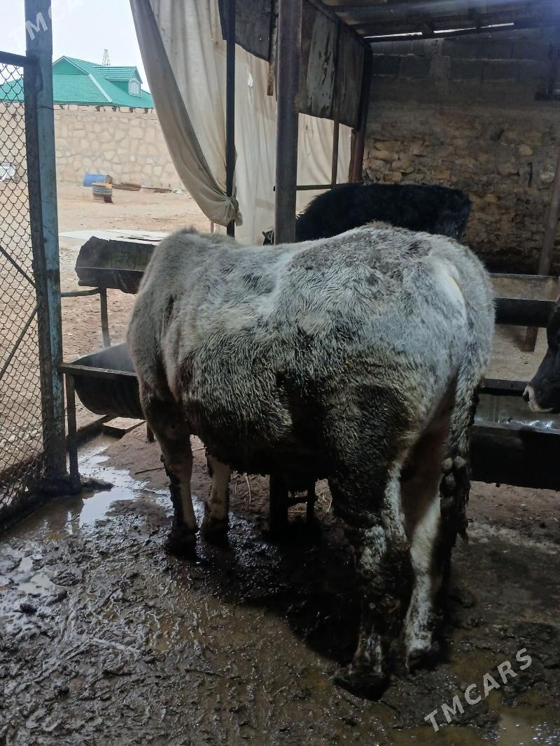 okuz - Gyzylarbat - img 1