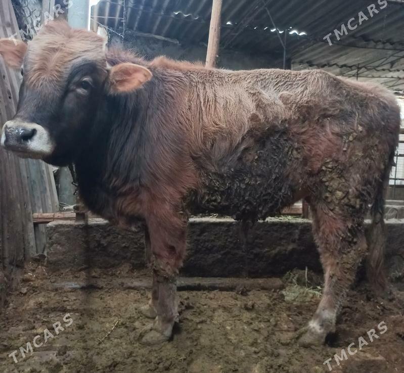 okuz - Яшлык - img 1