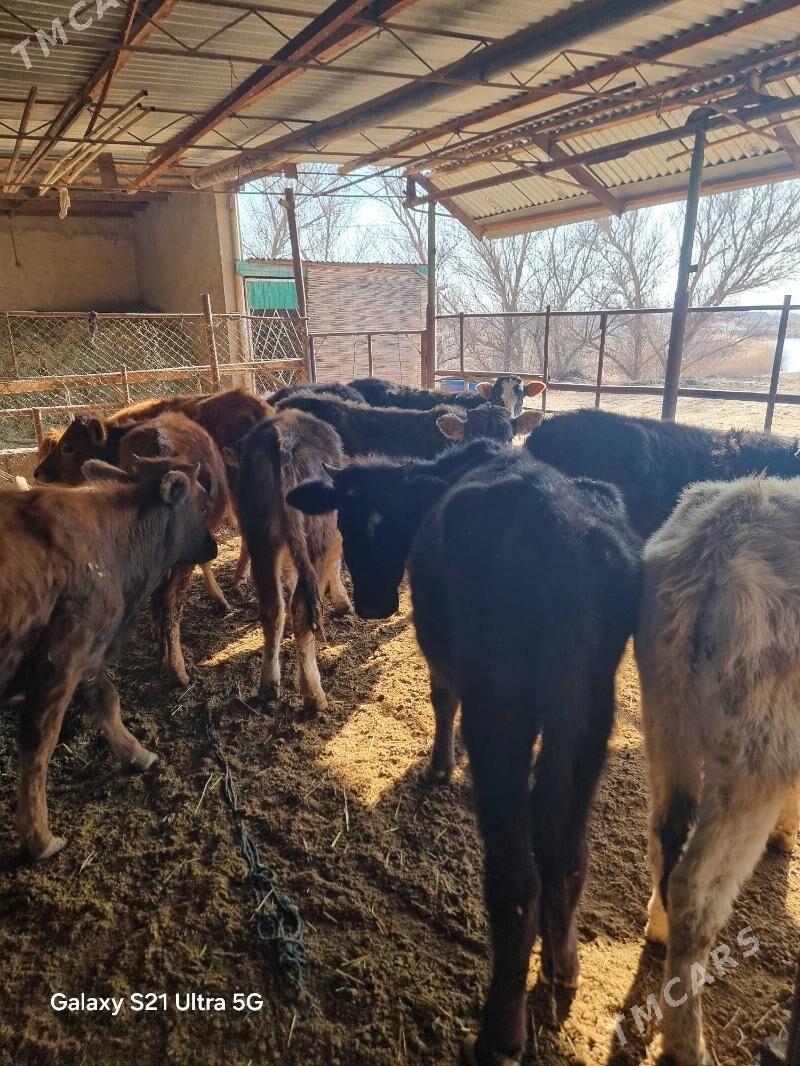 meydan gulajynlar - Мургап - img 1