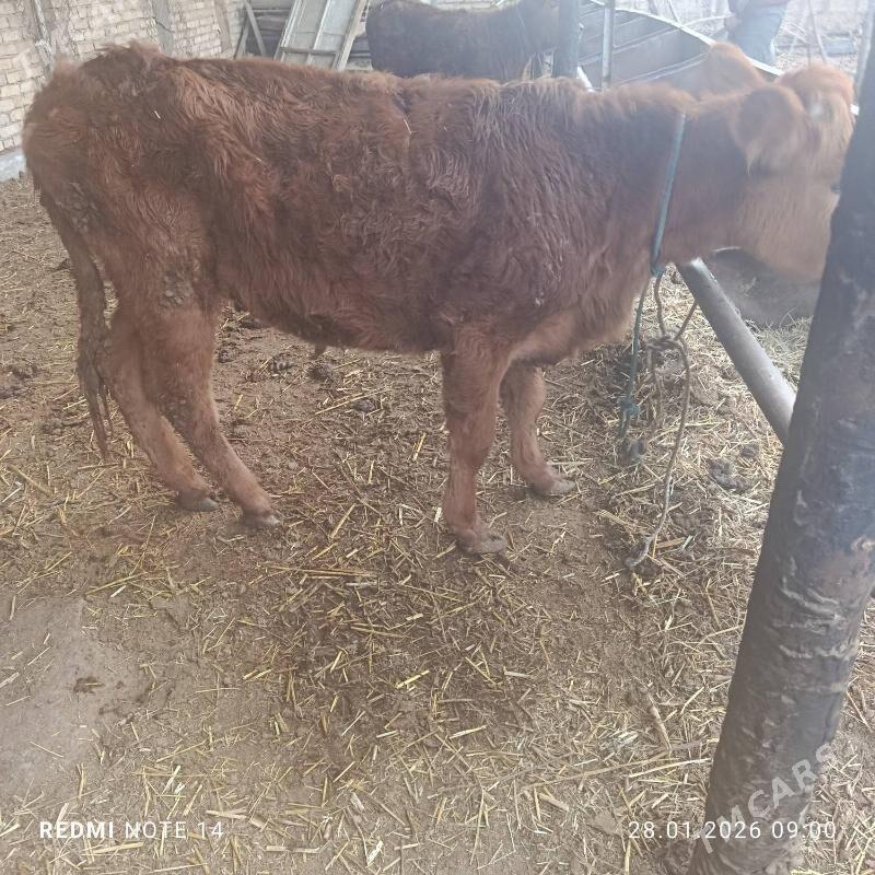 Gunajyn - Чарджоу - img 1