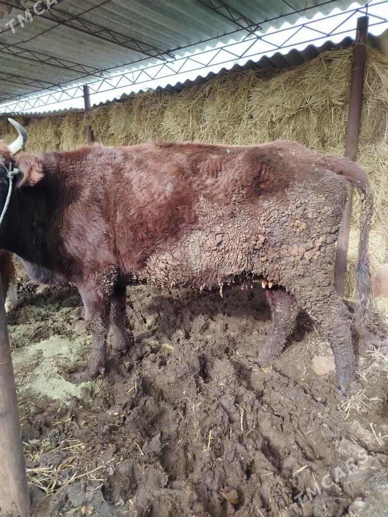 bakylan sygyrlar - Sakar - img 1