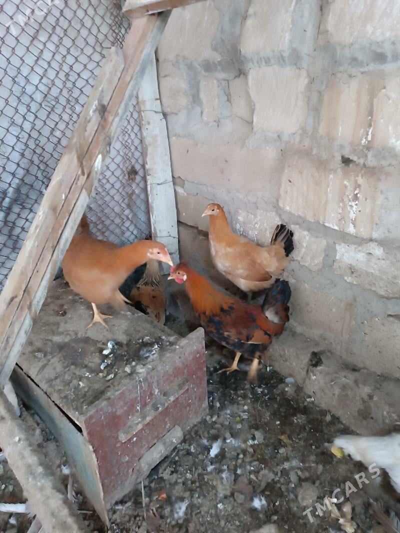 towuk - Мары - img 1