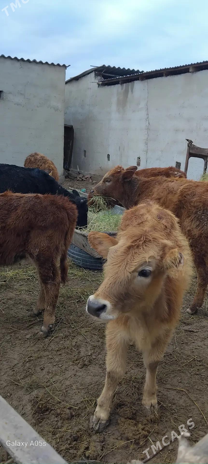 Ÿasajyk okuzler - Babadaýhan - img 1