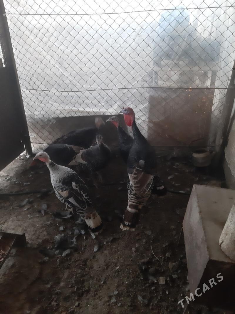 induk - Мары - img 1