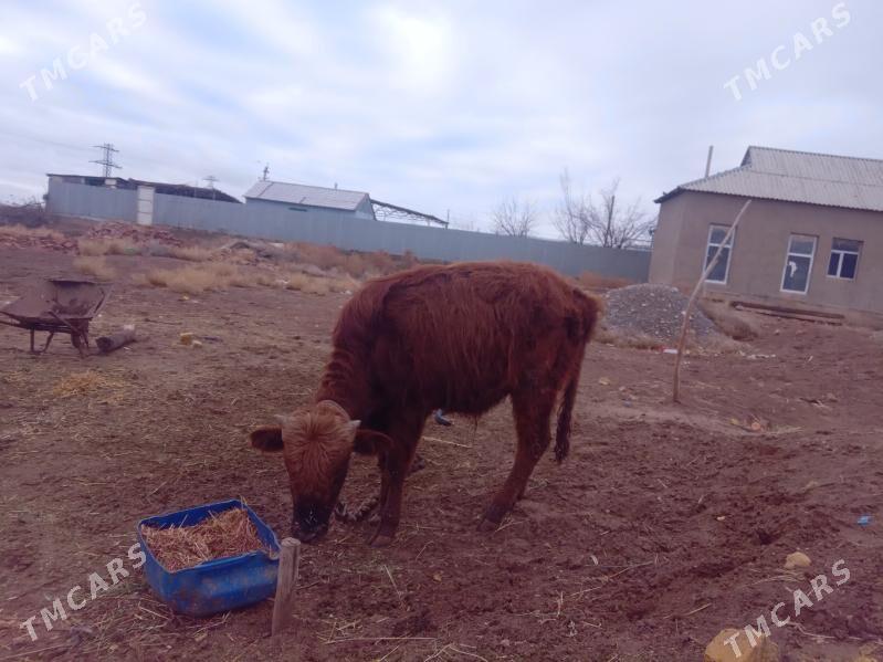 ökuz - Babadaýhan - img 1