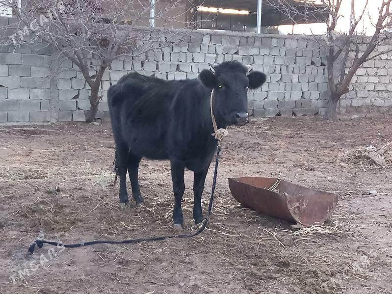 Gibrt Bogaz Tuwe - Büzmeýin - img 1