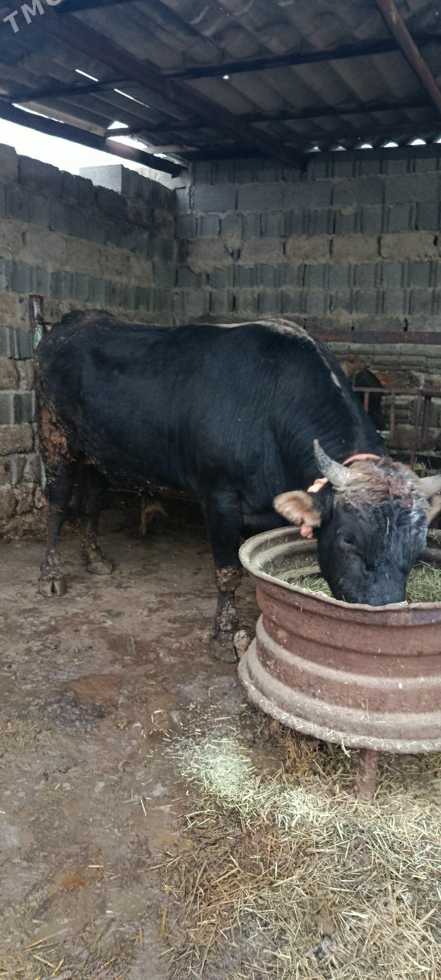 uli okuz 5 ýaşan - Bäherden - img 1