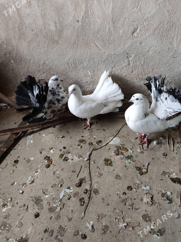 kepderi - Mary - img 1