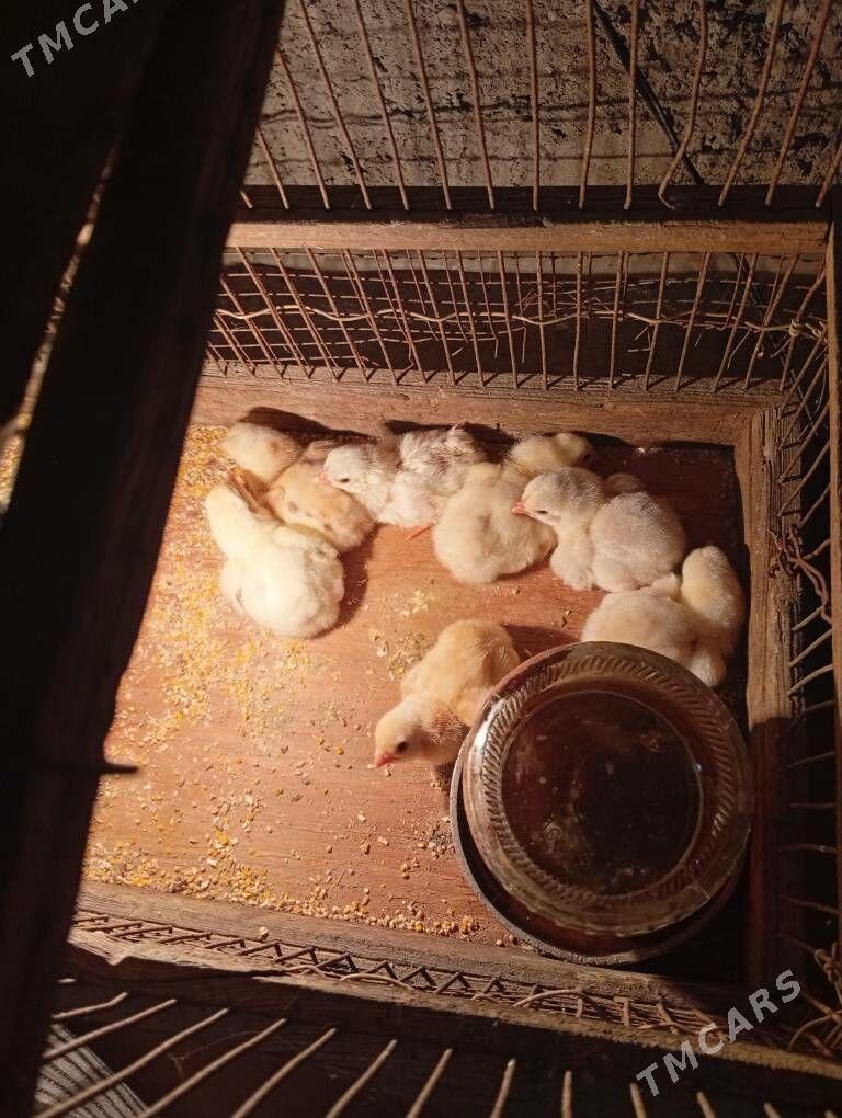 байсовый.   жуже - Çärjew - img 1