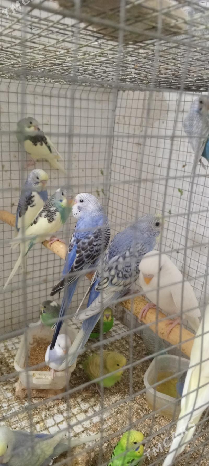 popugay - Ашхабад - img 1