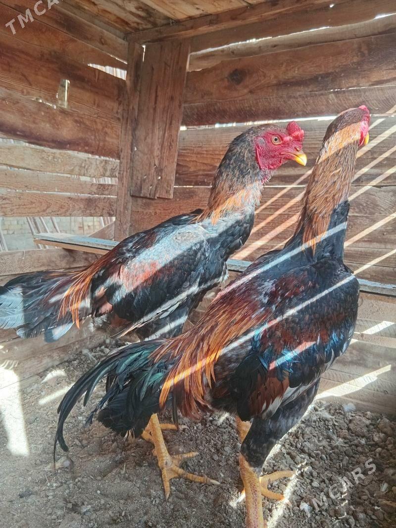 баес - Векильбазар - img 1