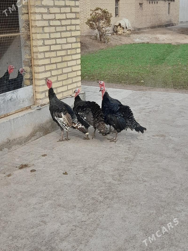 Induk - Sakar - img 1