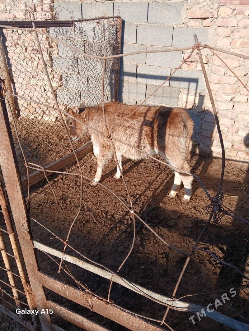 Gole Gaçar - Туркменбаши - img 1