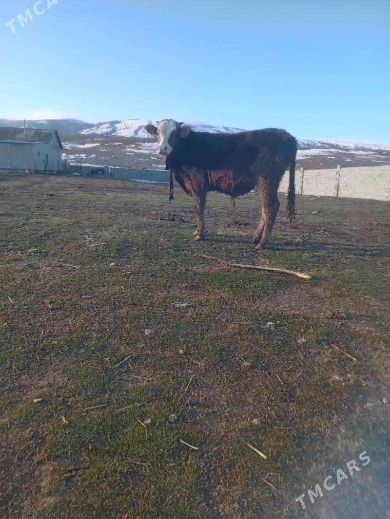 okuz - Bäherden - img 1