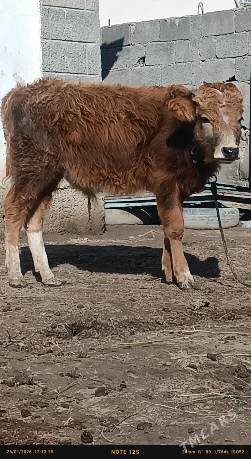 şiwes öküz - Büzmeýin - img 1