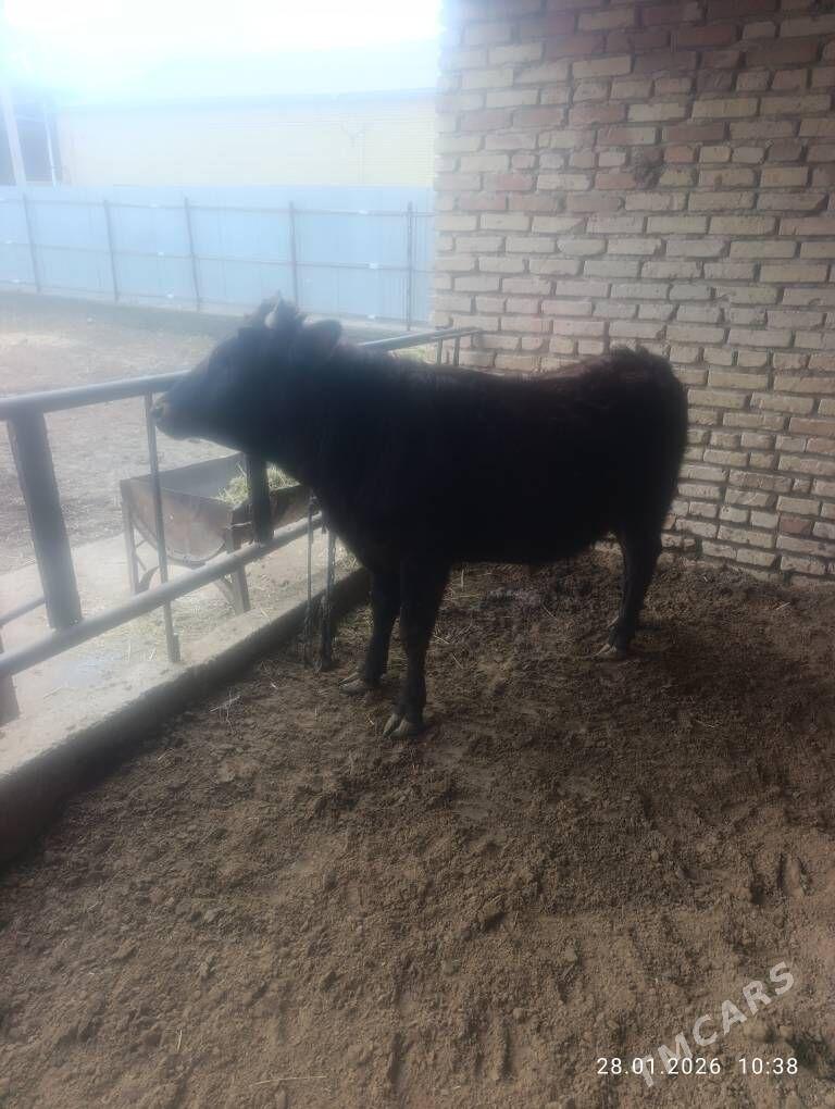 okizler - Векильбазар - img 1