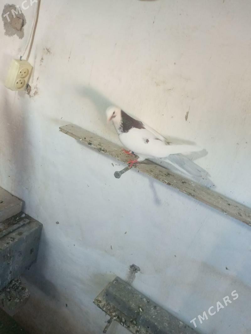 kepderi - Балканабат - img 1