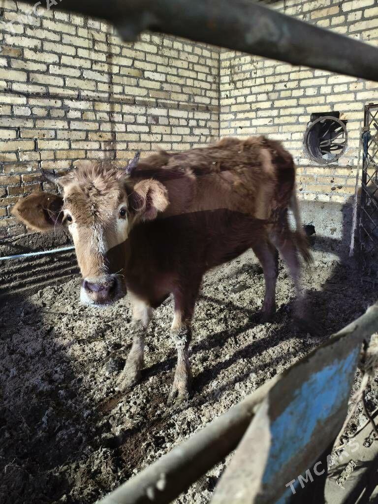 unajyn - Türkmenabat - img 1