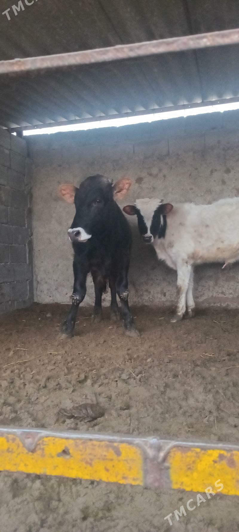 öküz tüwe - Änew - img 1