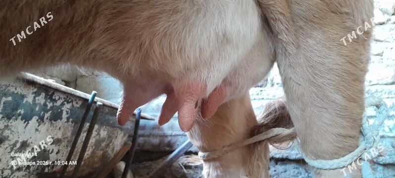 göleli sygyr - Балканабат - img 1