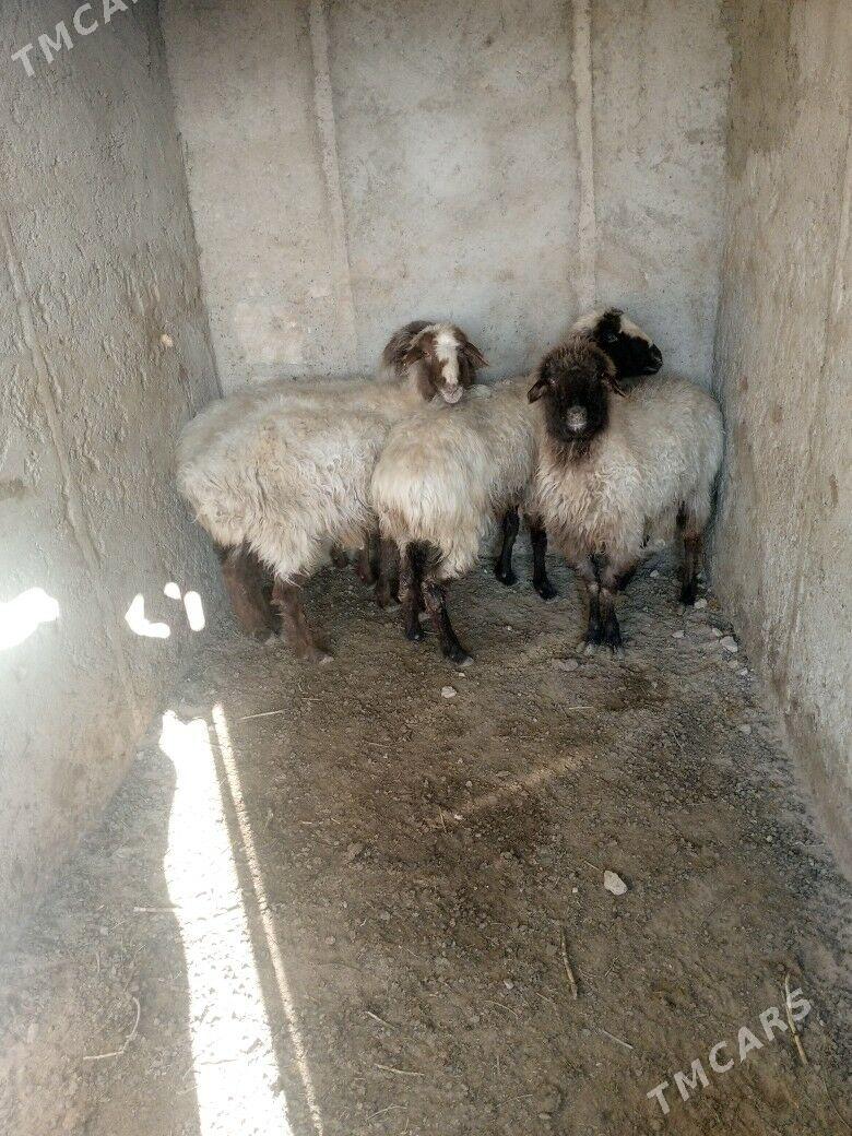 goýun - Балканабат - img 1