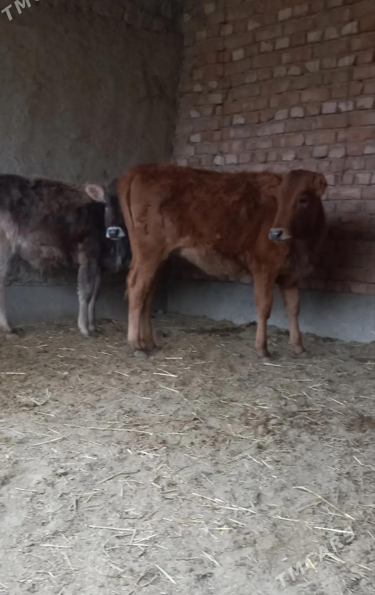 tüwe - Bäherden - img 1