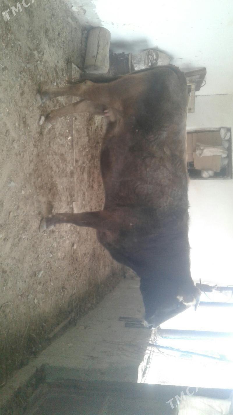 Sygyr - Гызыларбат - img 1