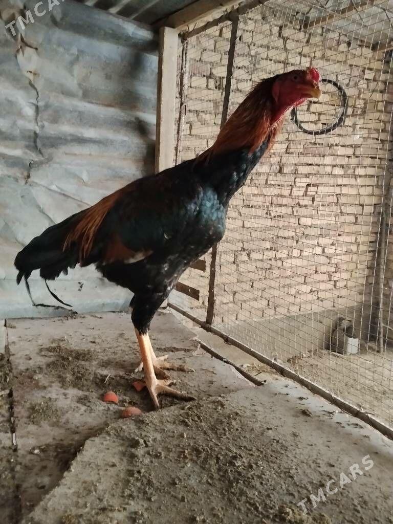 horaz - Чарджоу - img 1