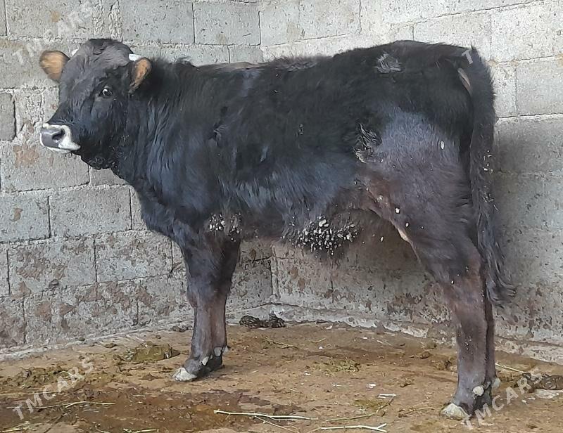 tohum okiz - Bagyr - img 1