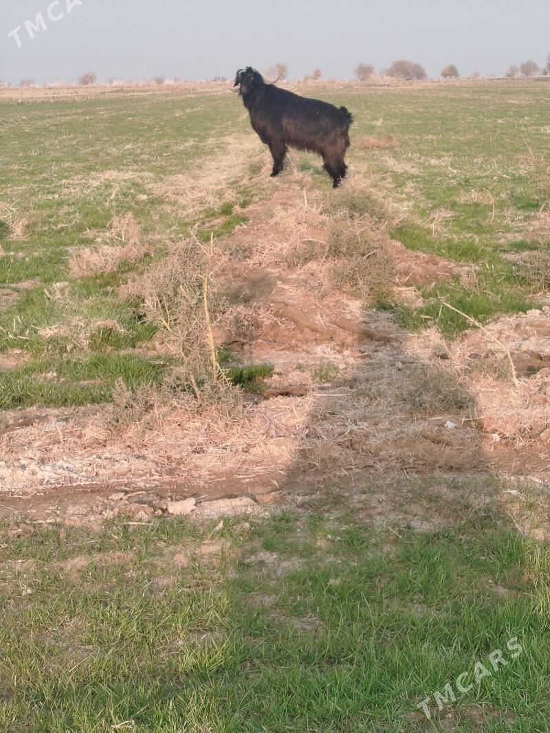 oy haywanlary - Sakarçäge - img 1