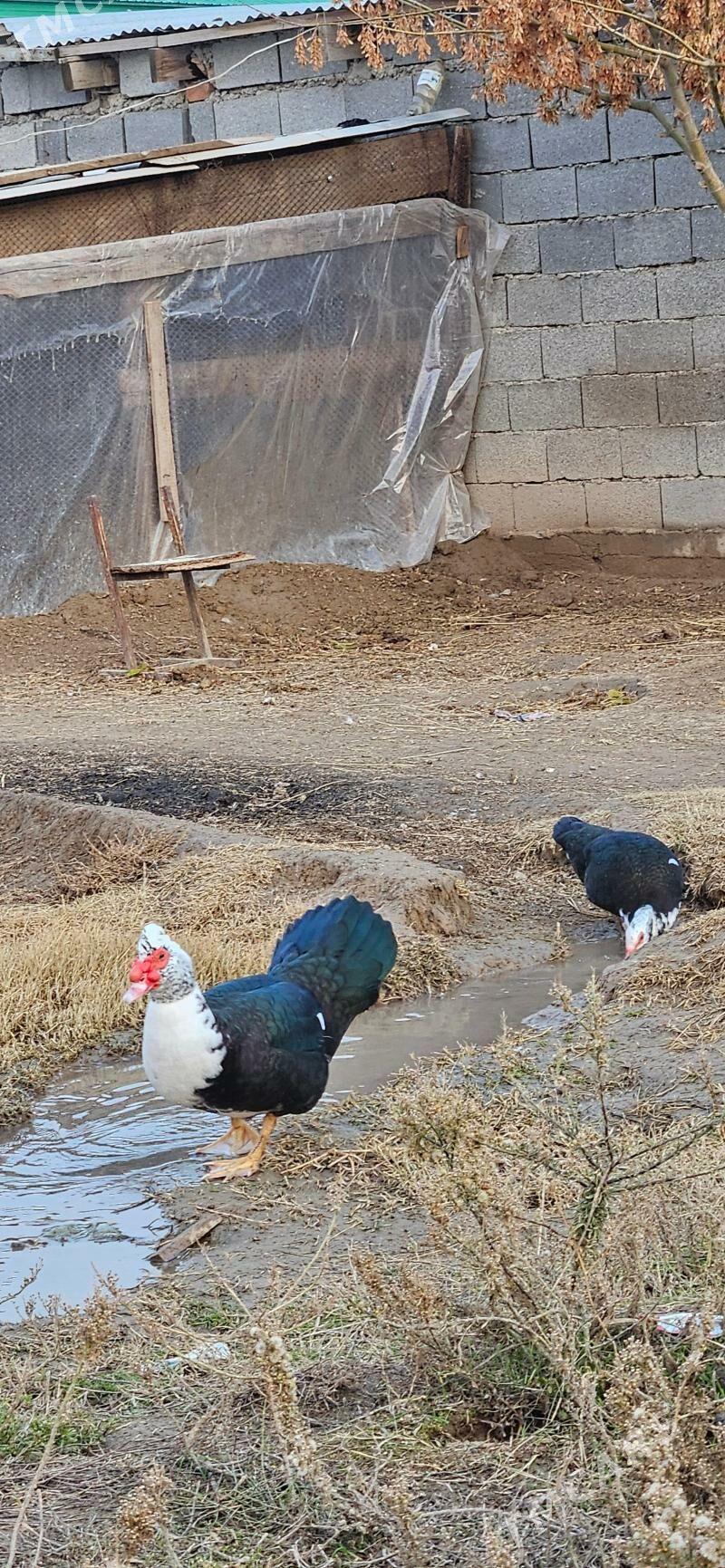 indawutga - Гёкдепе - img 1