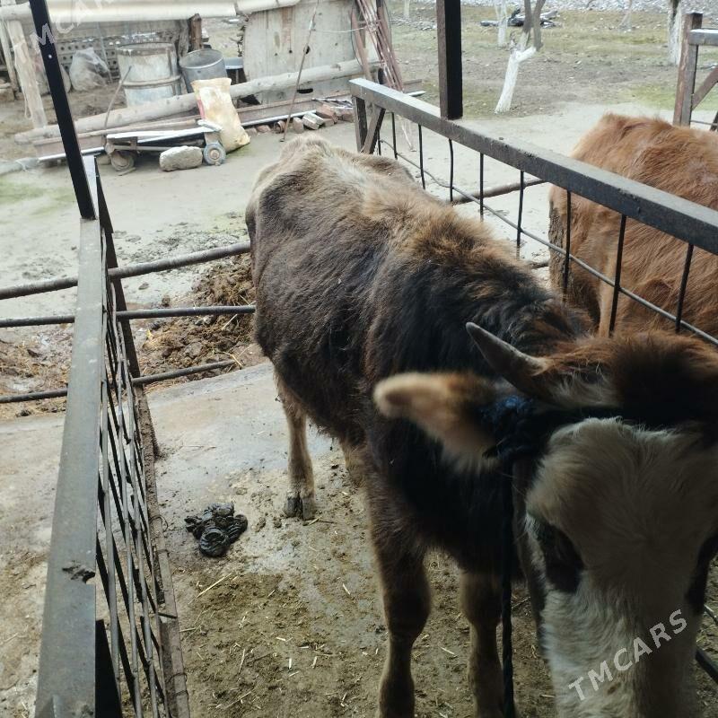 Tuwe - Бахарден - img 1