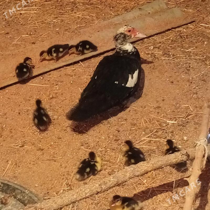 Ördek we jüýjesi - Gökdepe - img 1