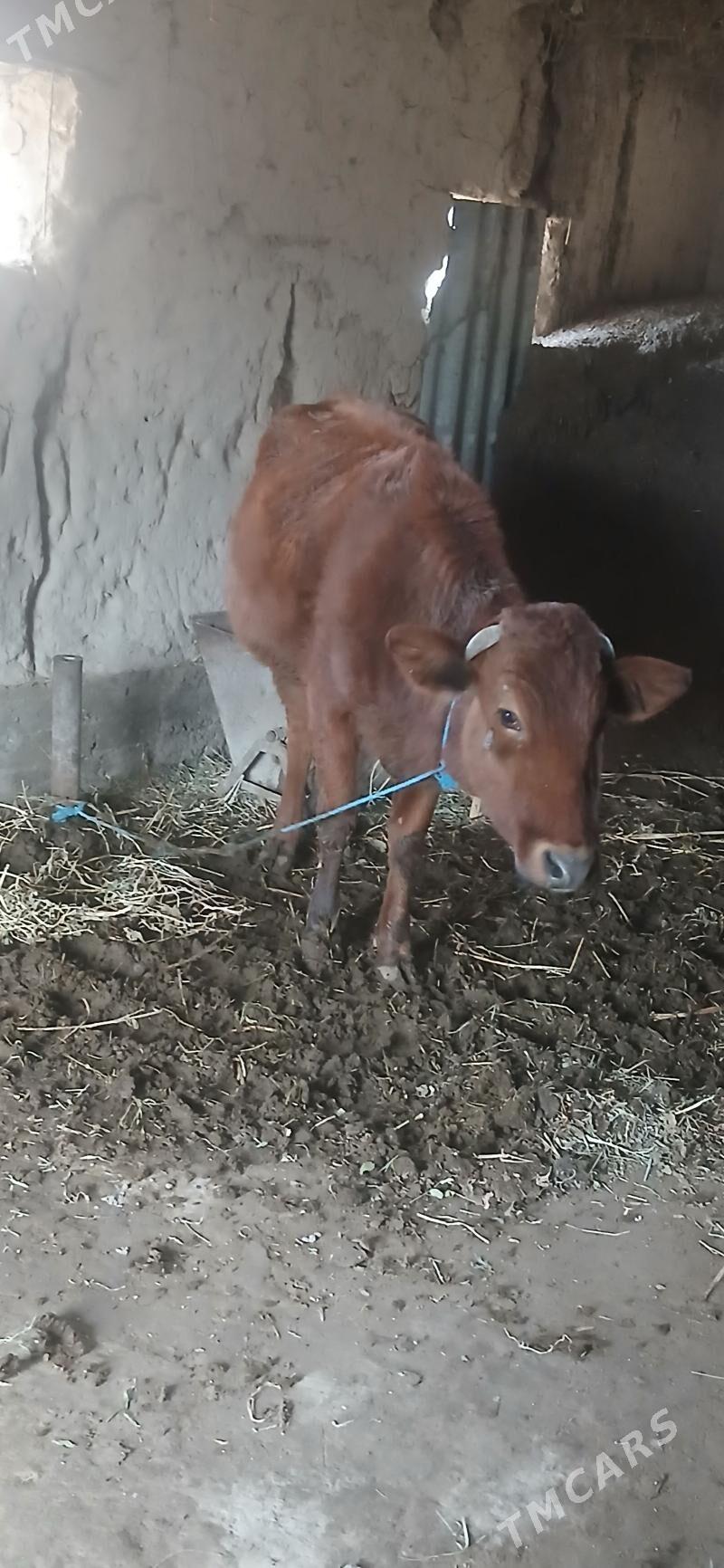 hojekli inek - Türkmenabat - img 1