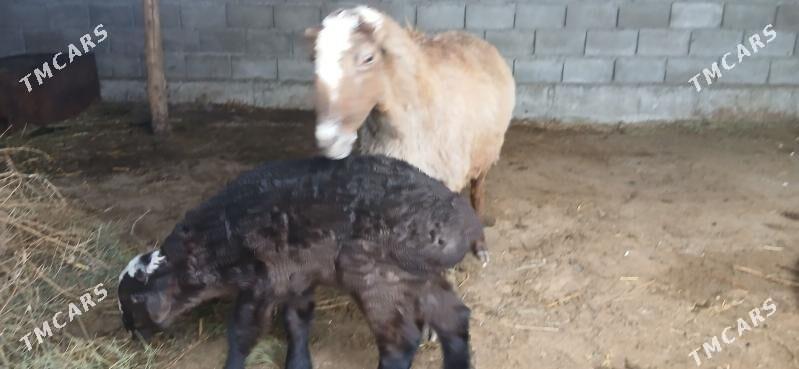 Guzuly Goÿun - Гёкдепе - img 1