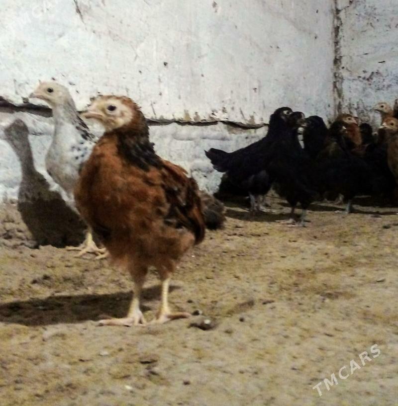 Towuk jùýje - Мургап - img 1