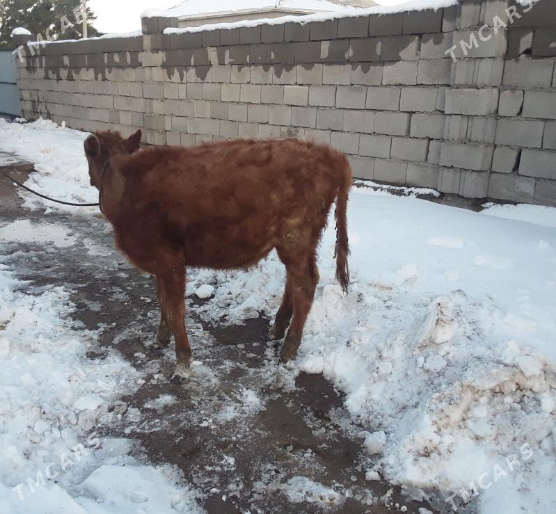 tüwe - Ak bugdaý etraby - img 1