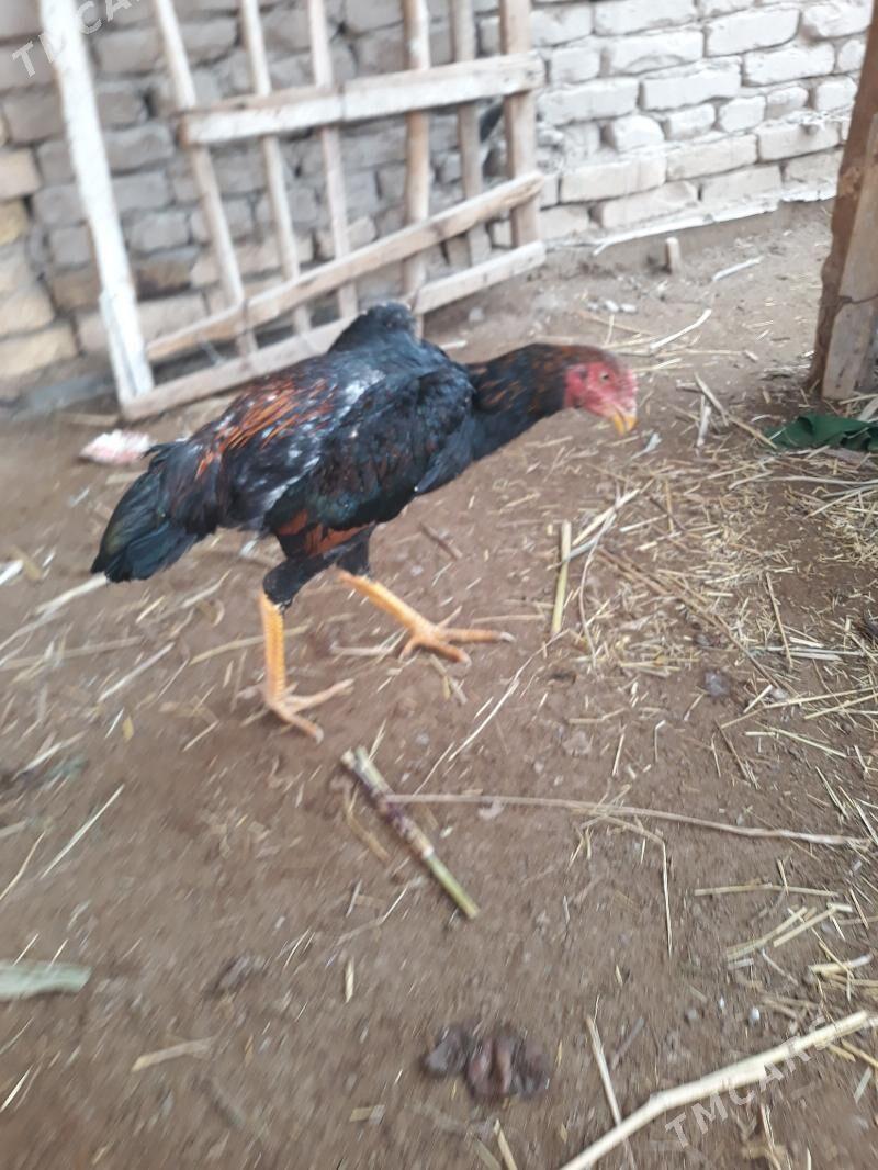 juja horazlar - Şabat etr. - img 1