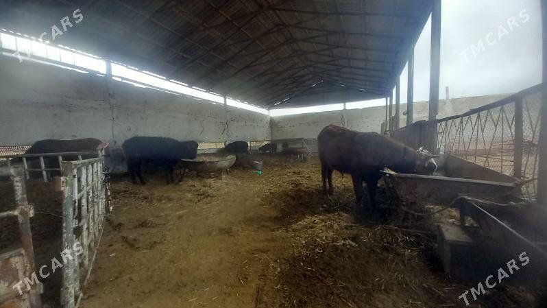 okuz.okuzce - Wekilbazar - img 1