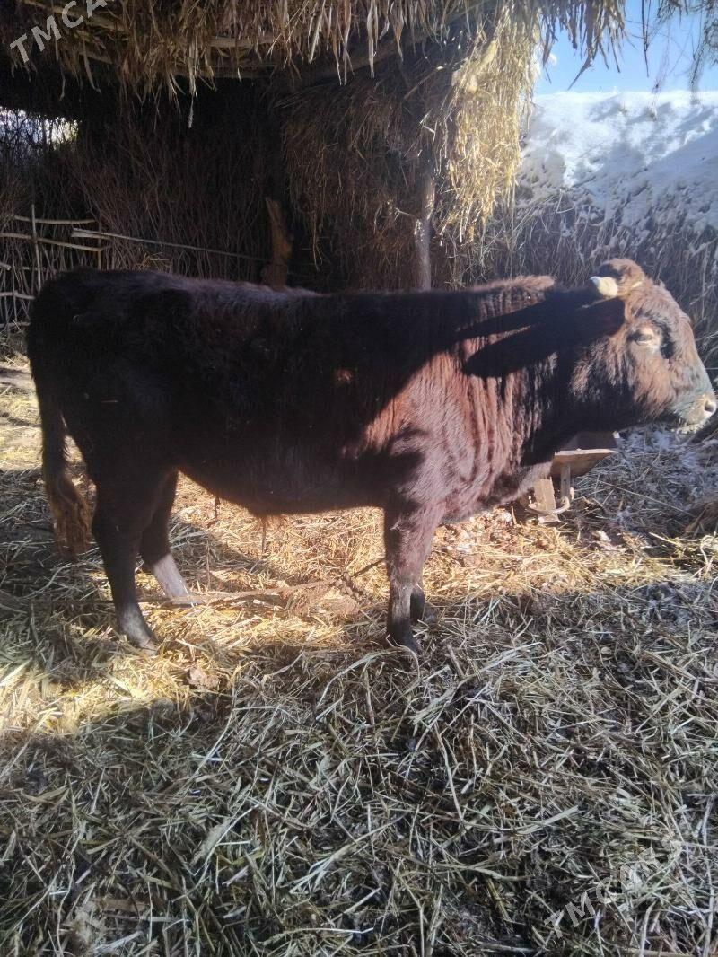 öküz - Türkmenbaşy etr. - img 1