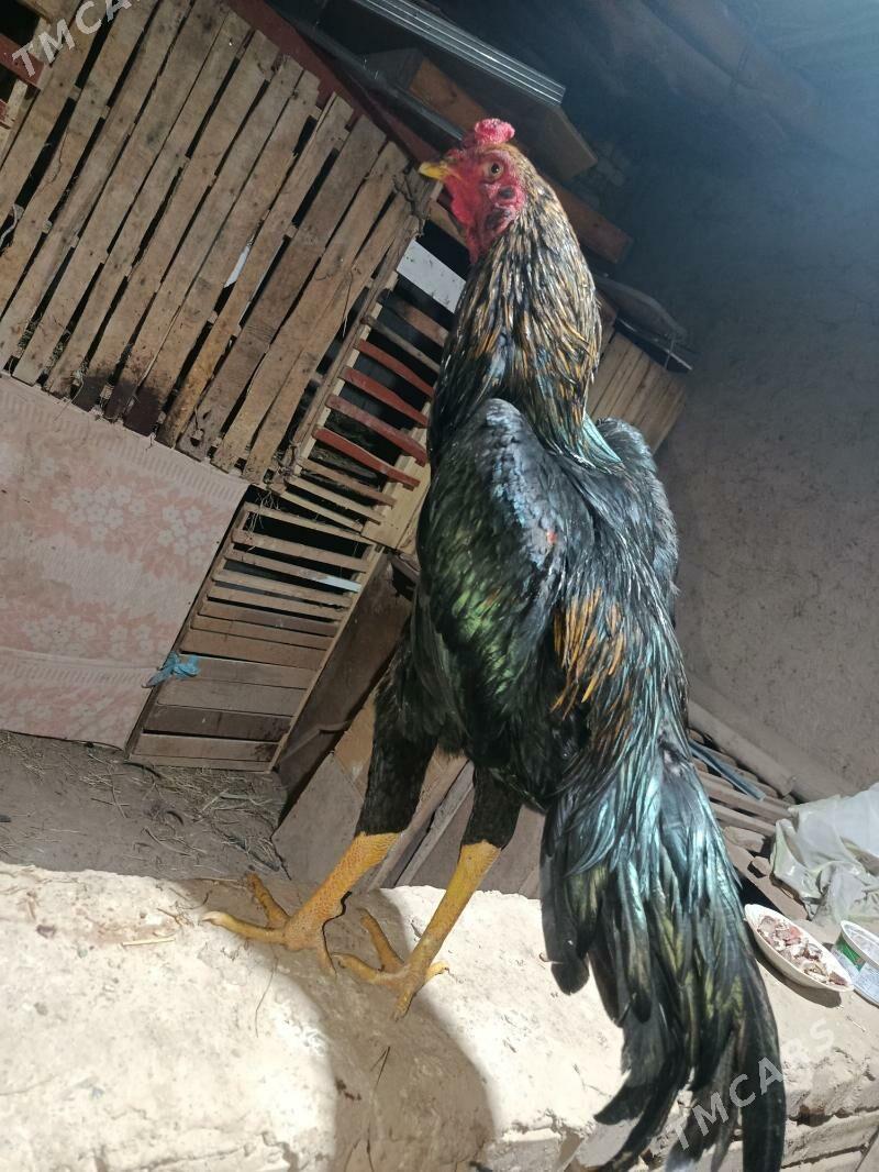 horaz - Шабатский этрап - img 1