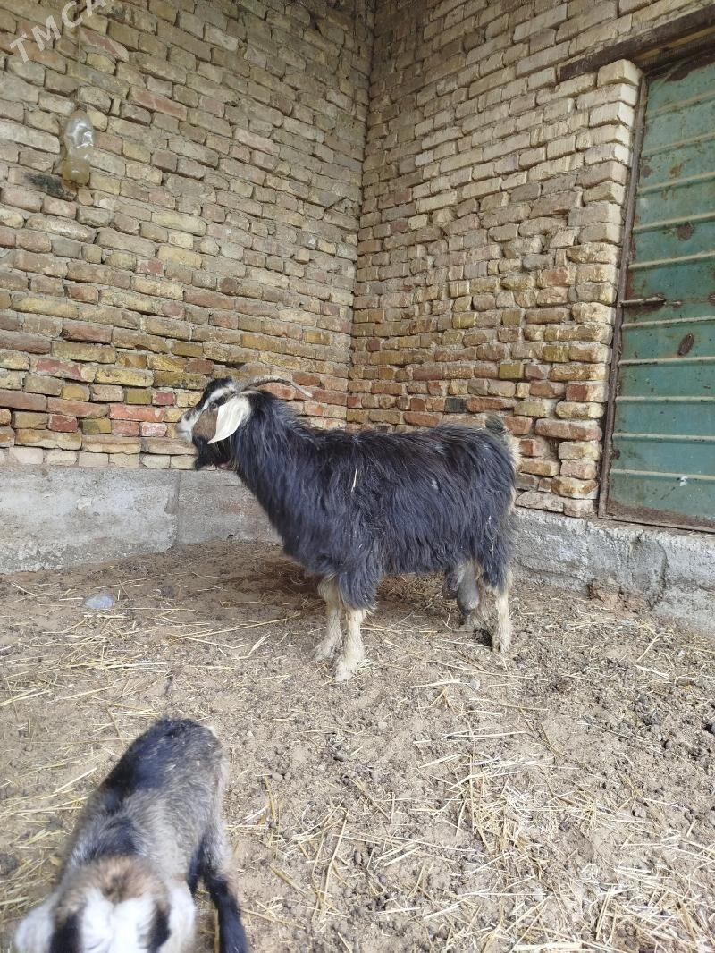 owlakly geci - Анев - img 1