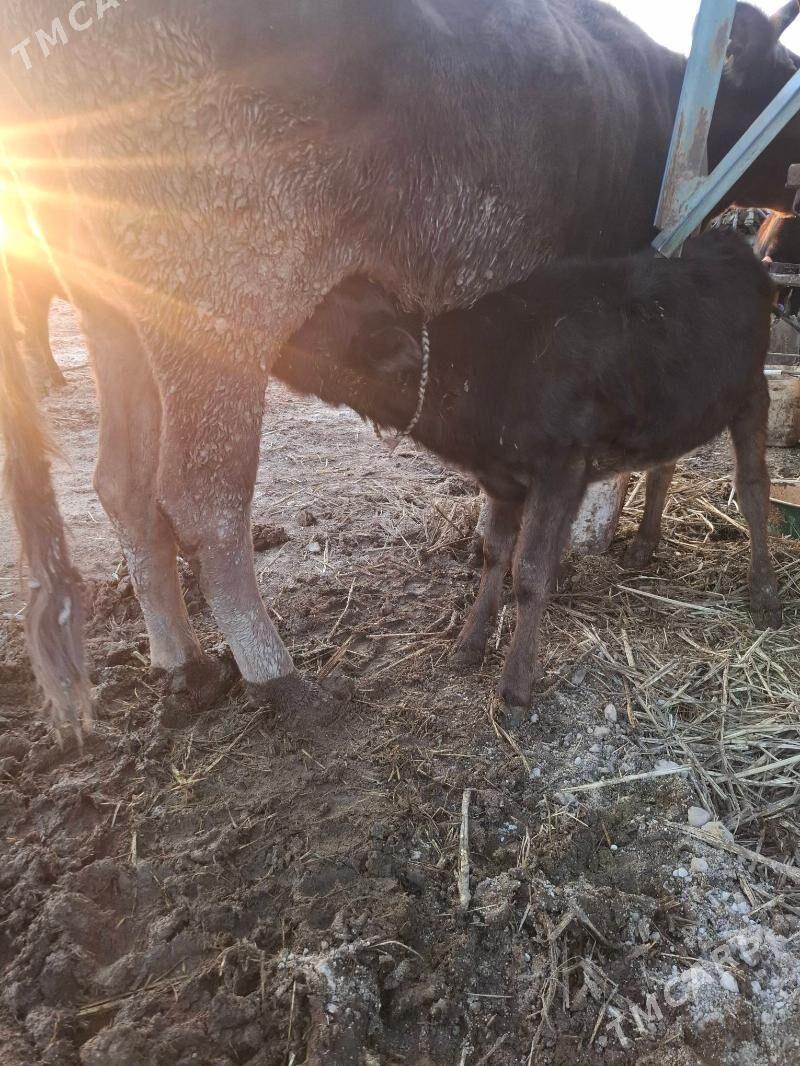 Sygyr - Ýaşlyk - img 1